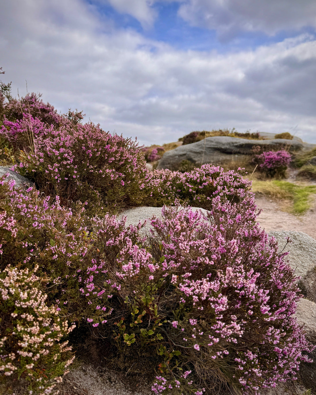 5 Best Places to See Heather in the Peak District