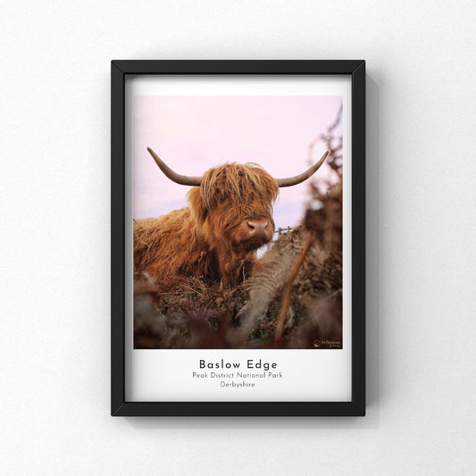 Baslow Edge Highland Cow Photograph Print | Peak District Photo Artwork | A5 A4 A3